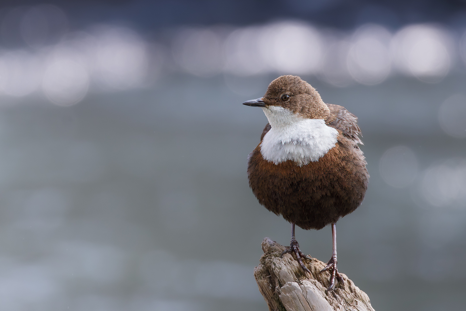 Wasseramsel