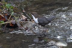 Wasseramsel