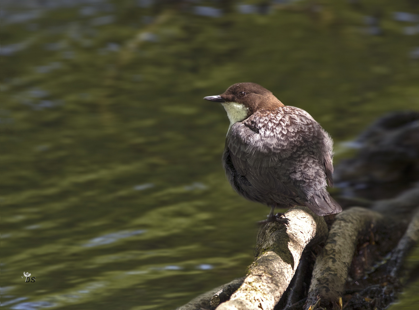 Wasseramsel