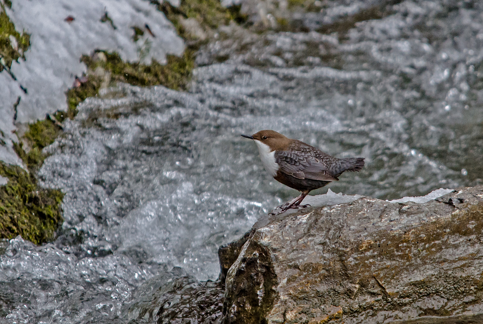 Wasseramsel