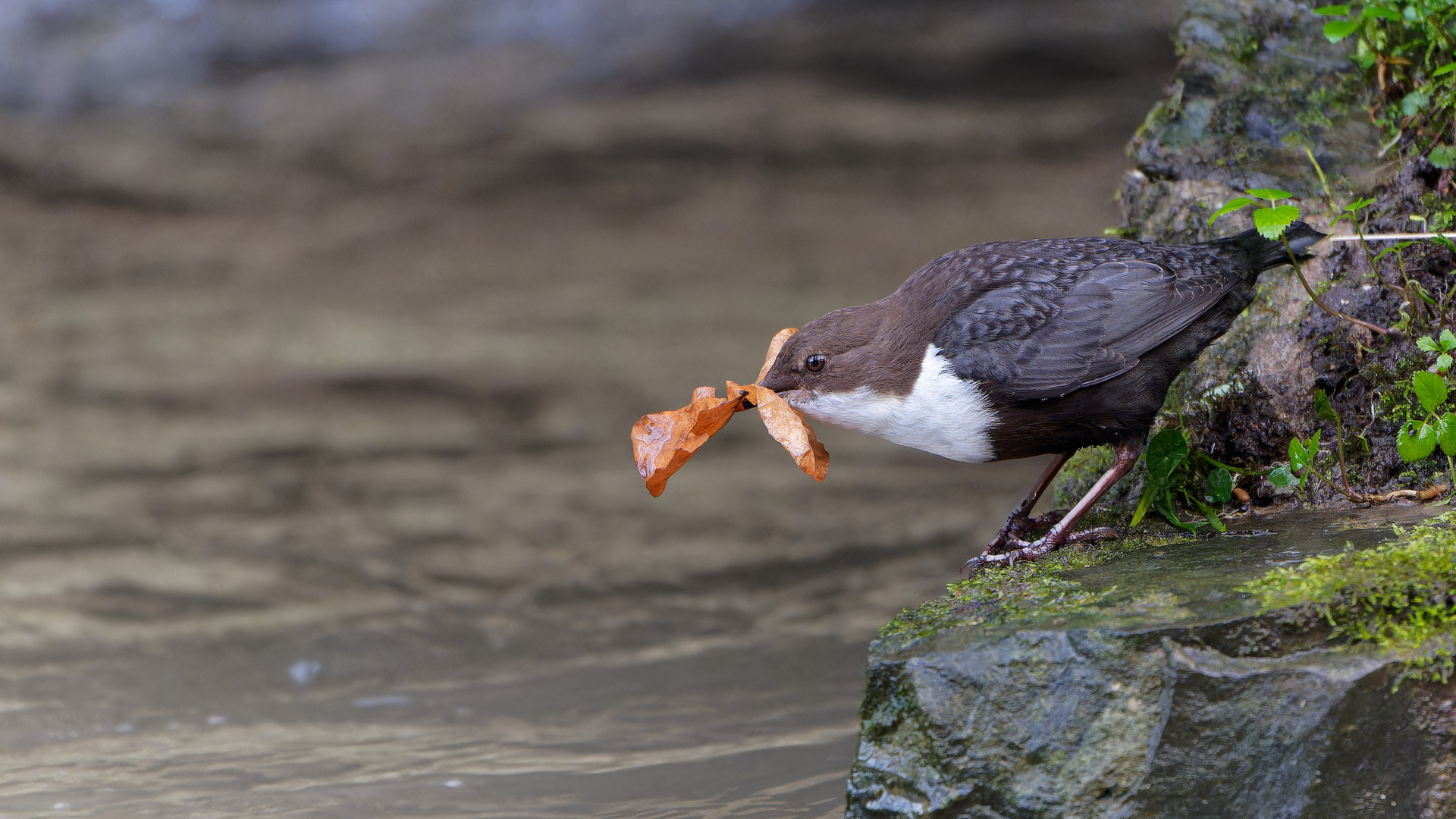 Wasseramsel