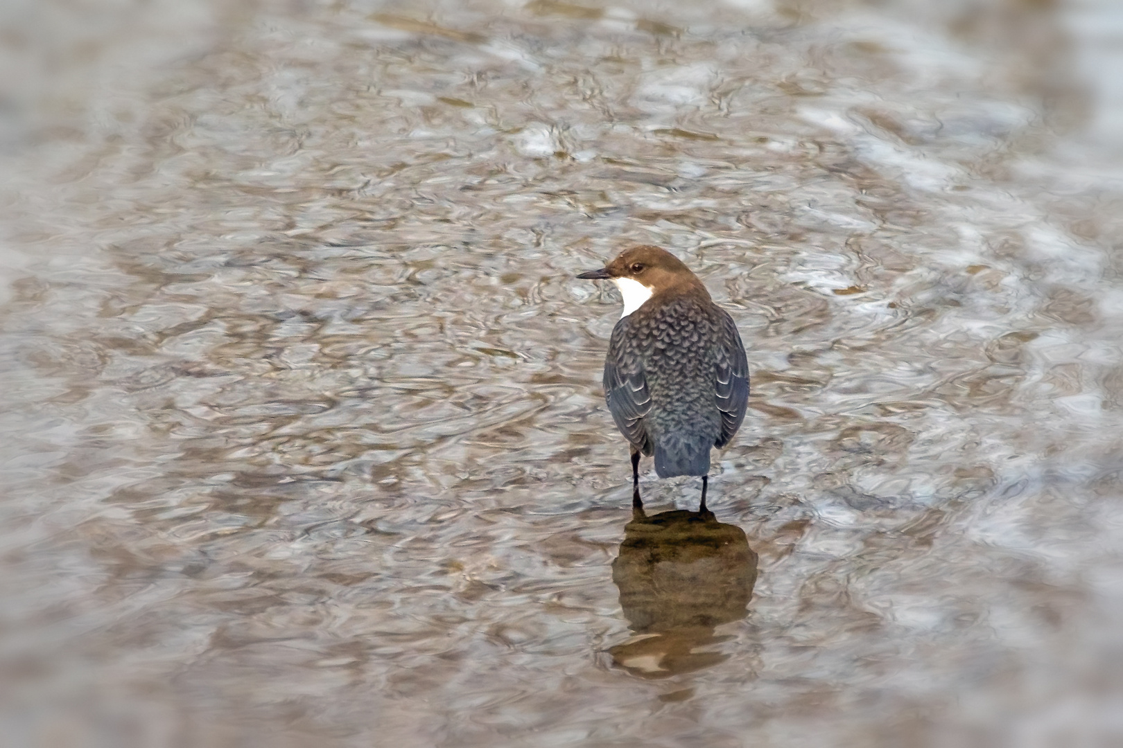 Wasseramsel