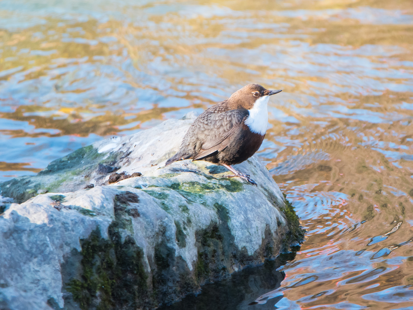 Wasseramsel