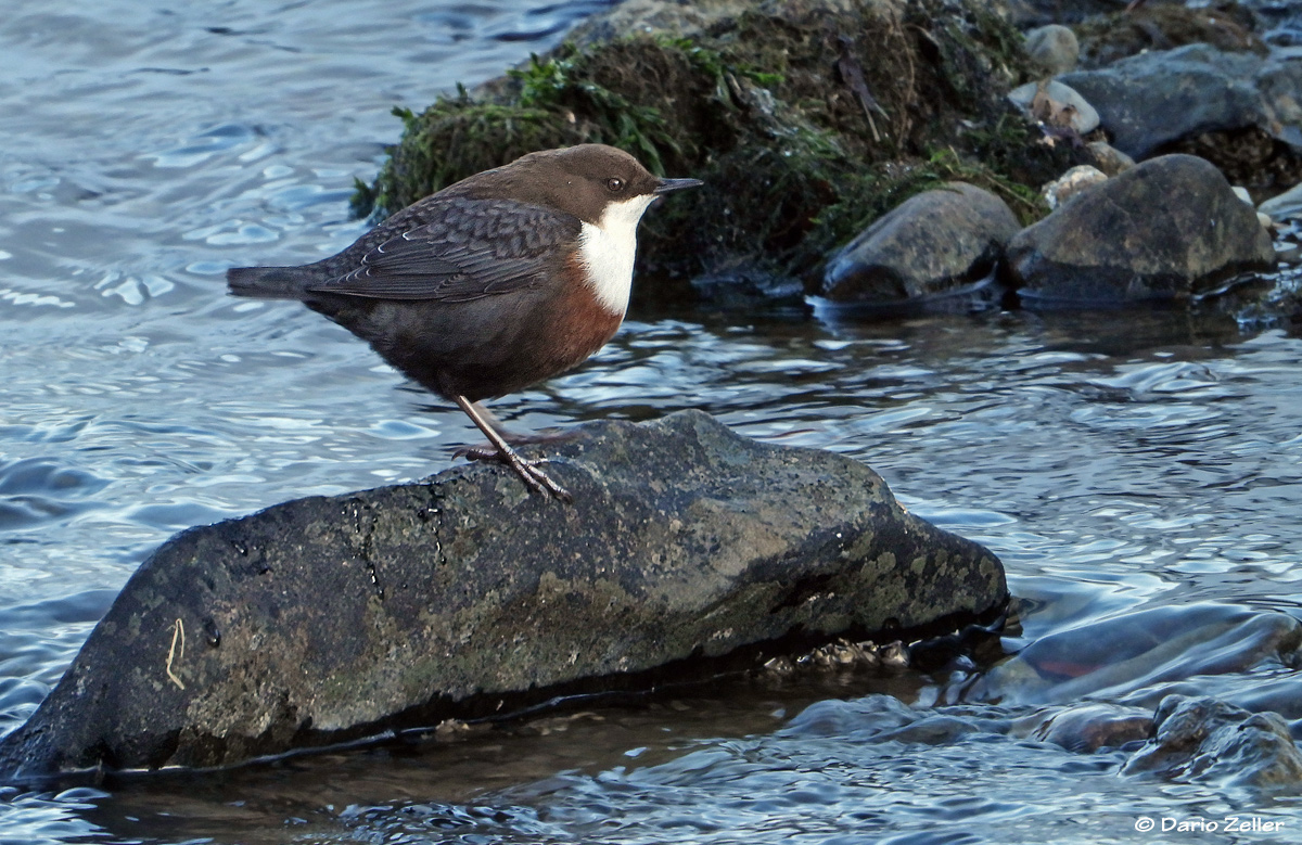 Wasseramsel