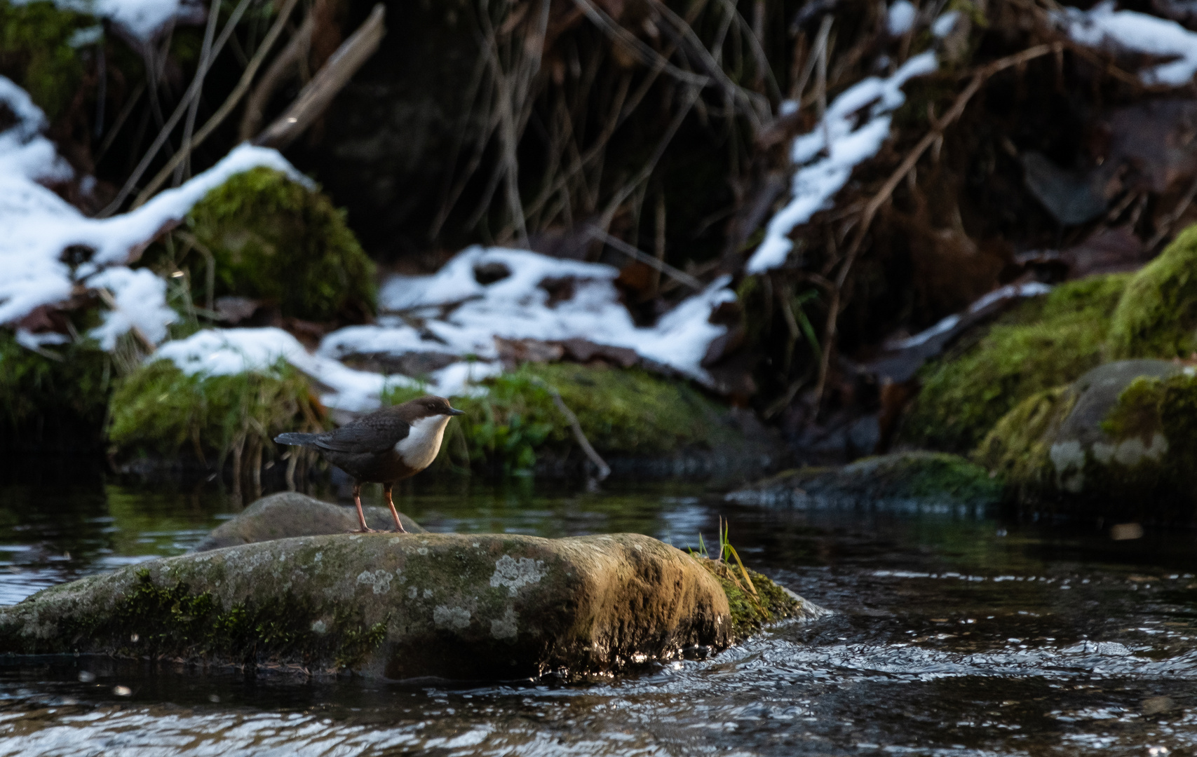 Wasseramsel