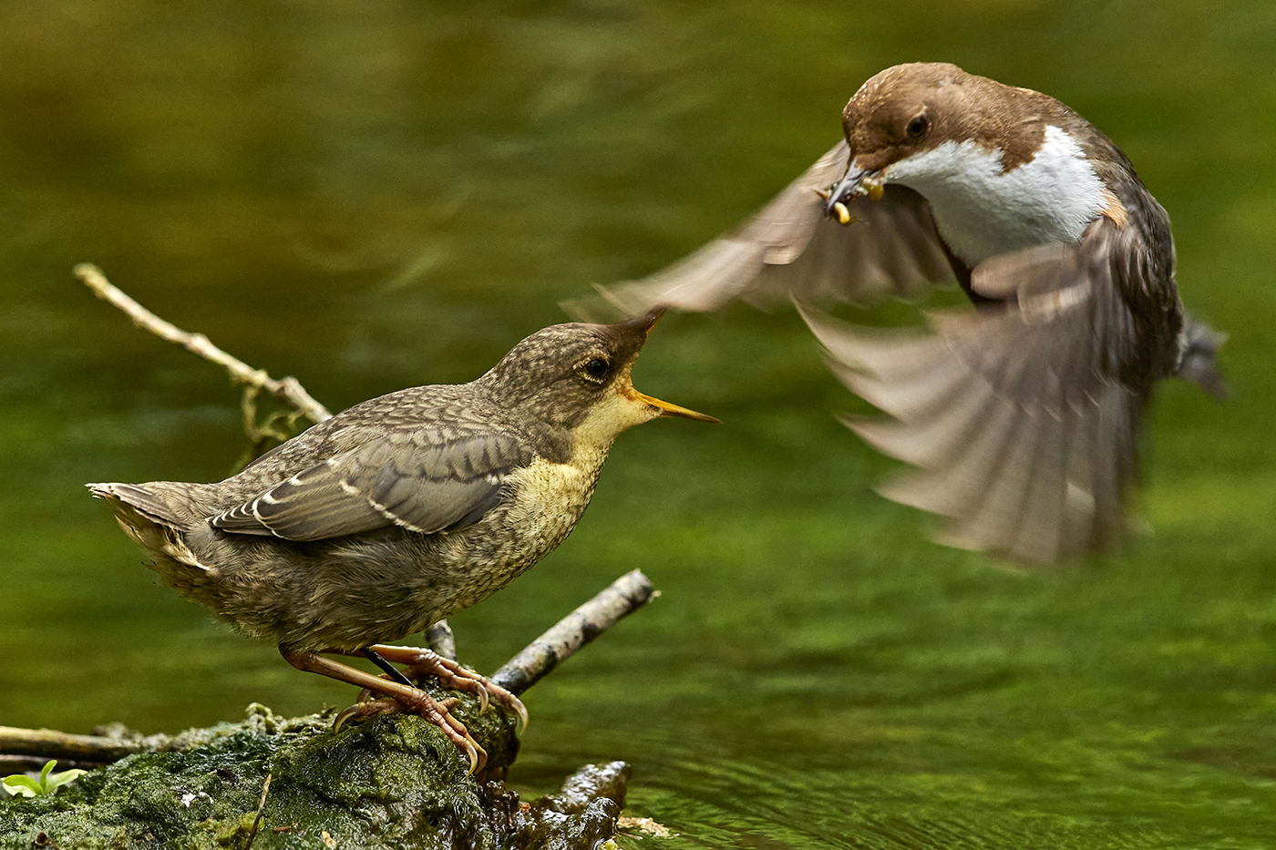 Wasseramsel