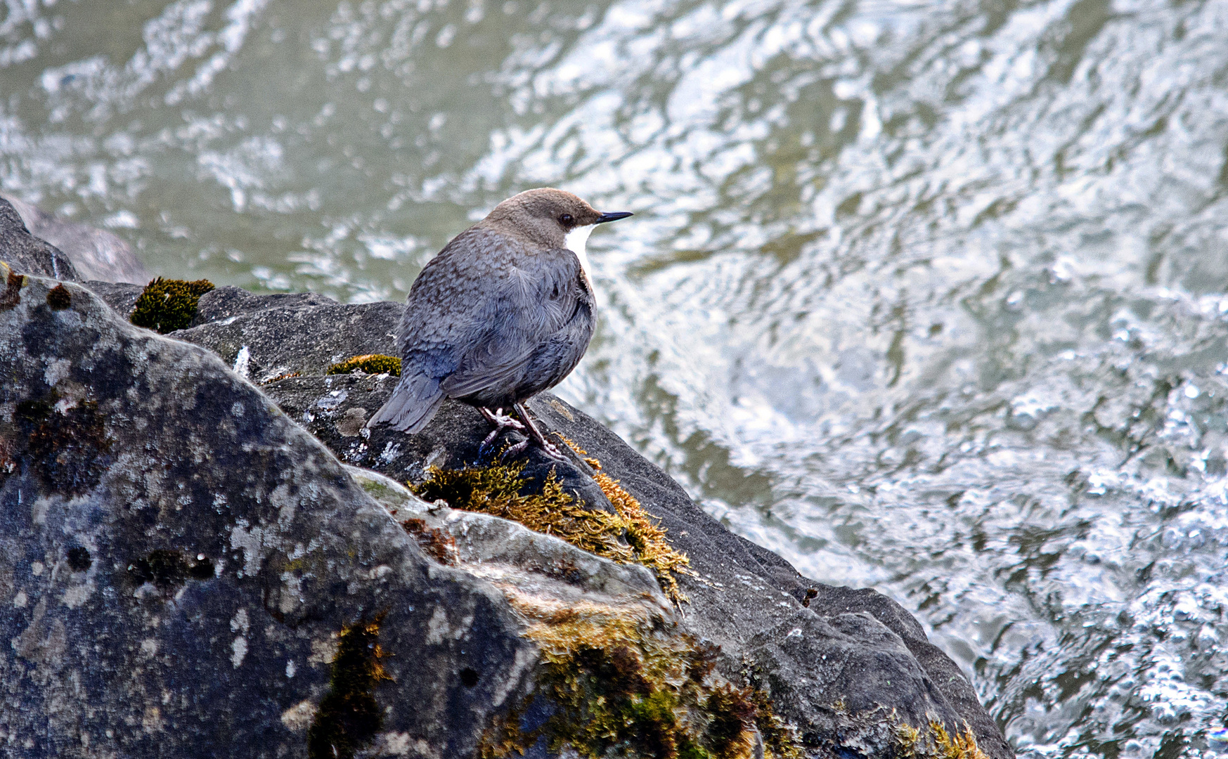 Wasseramsel