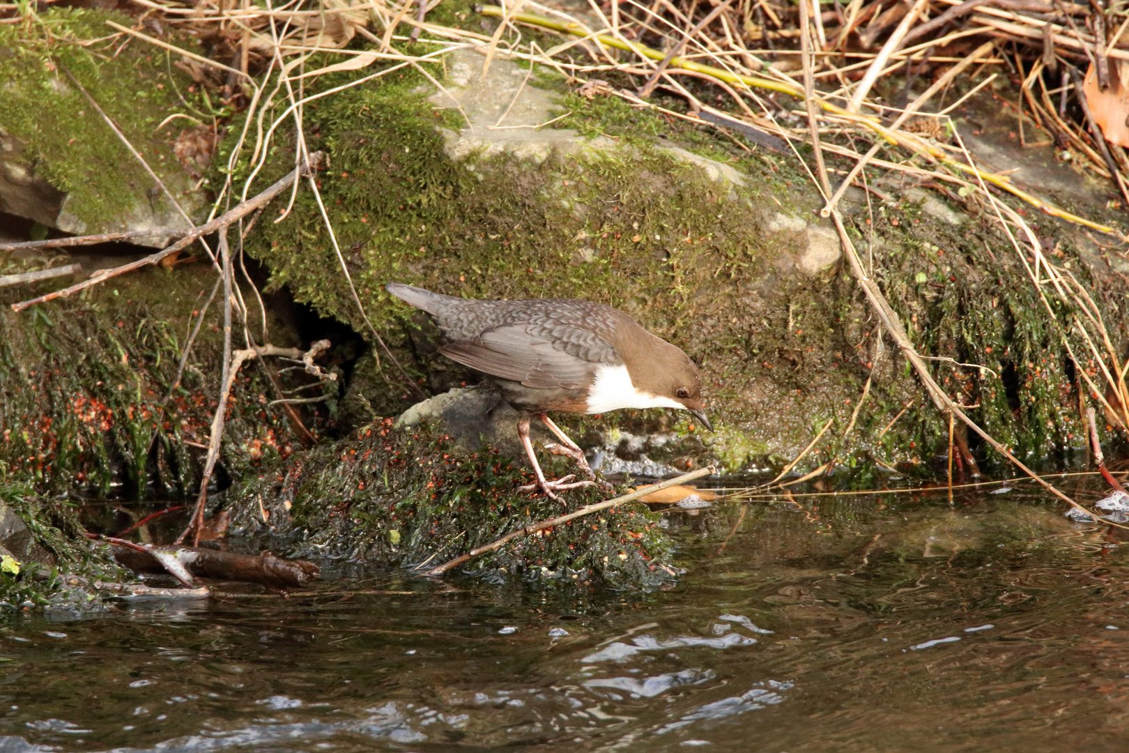 Wasseramsel