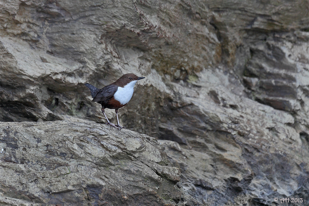 Wasseramsel