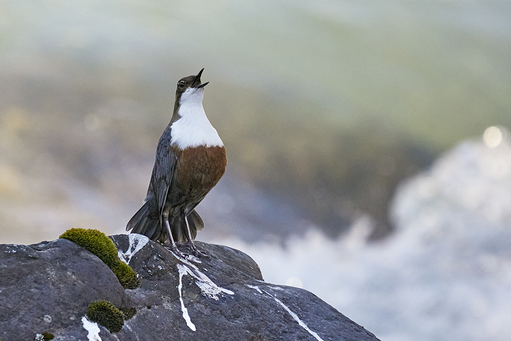 Wasseramsel