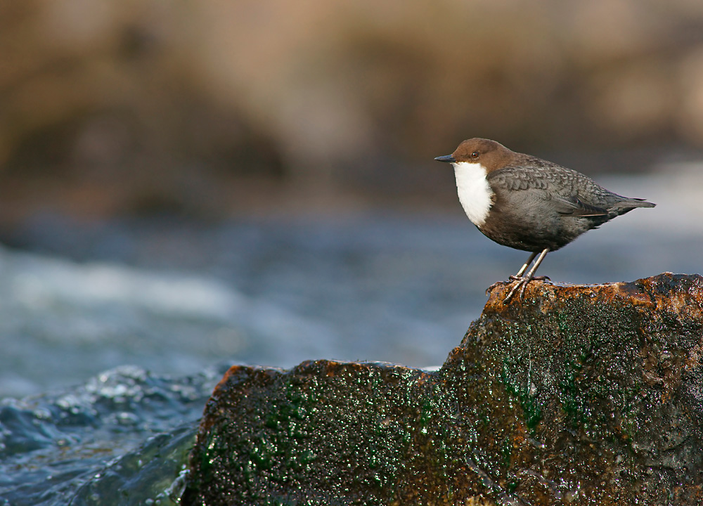 Wasseramsel