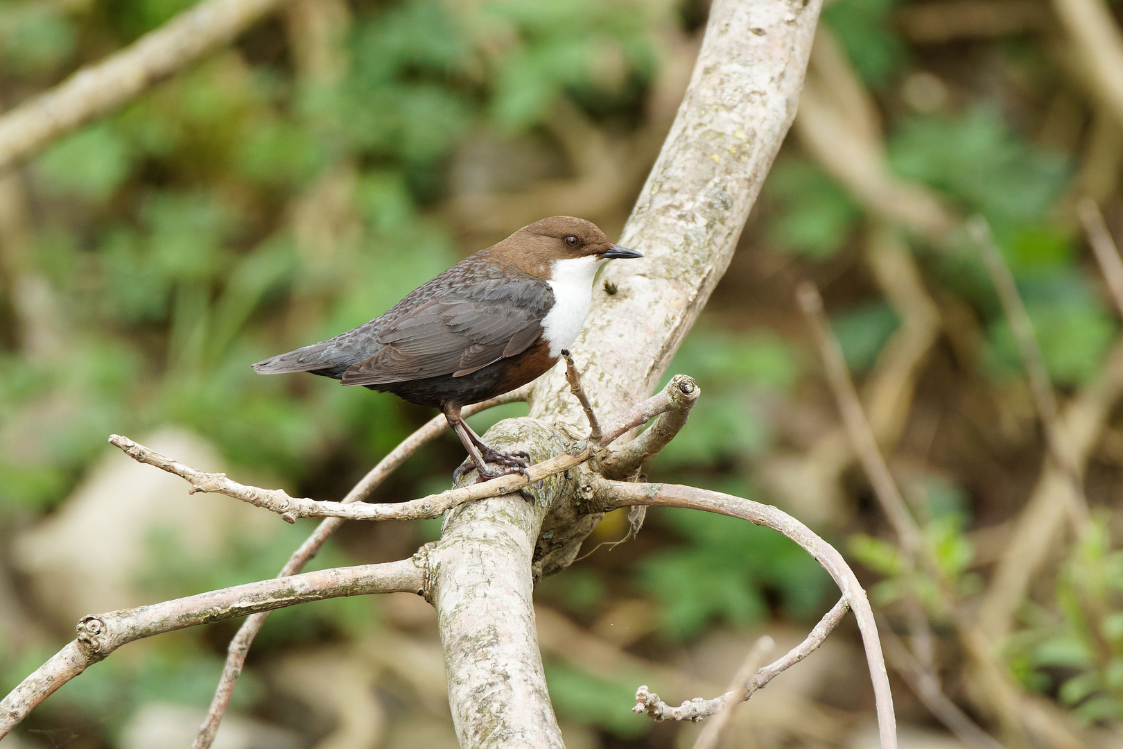 Wasseramsel