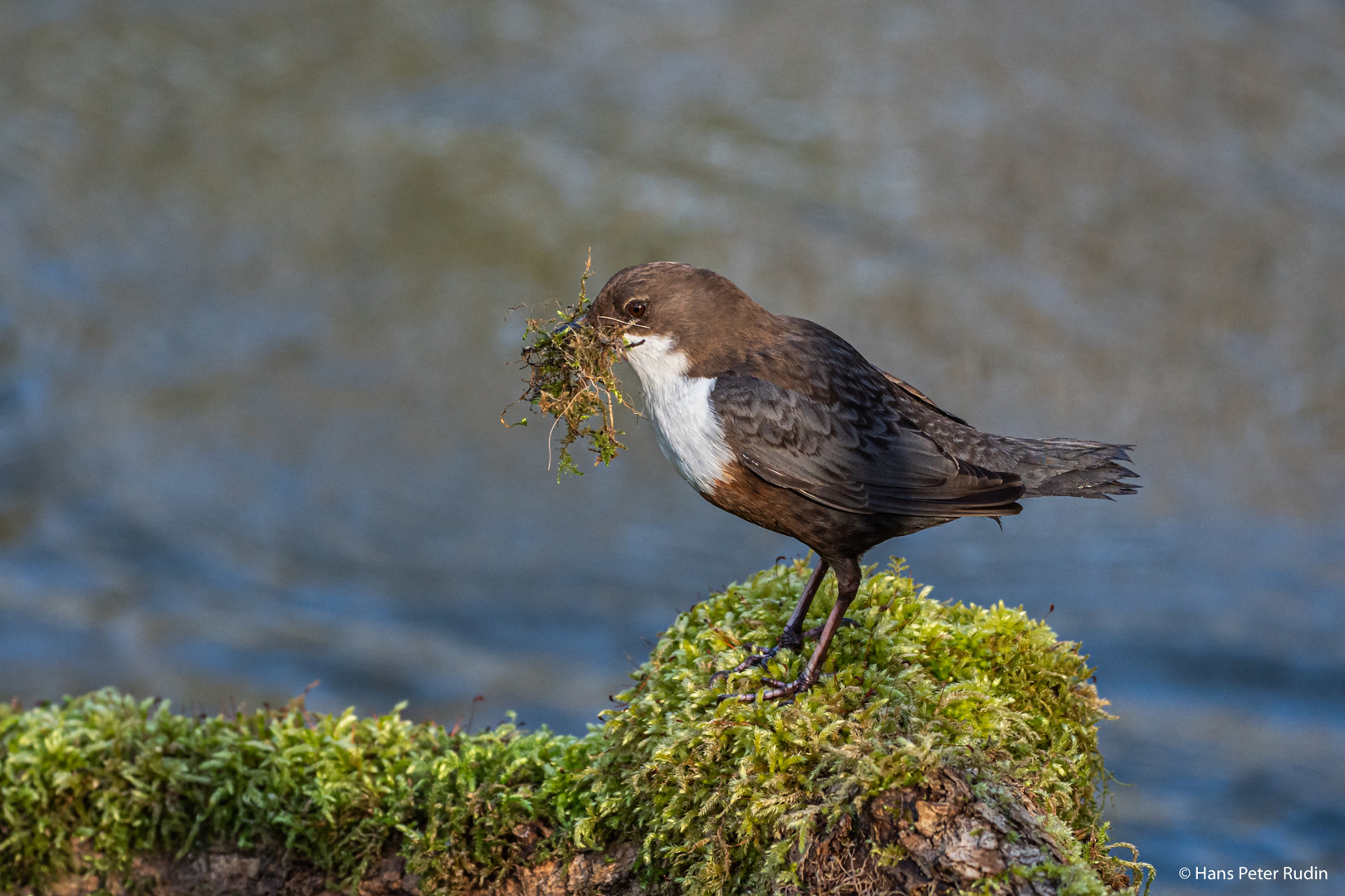 Wasseramsel