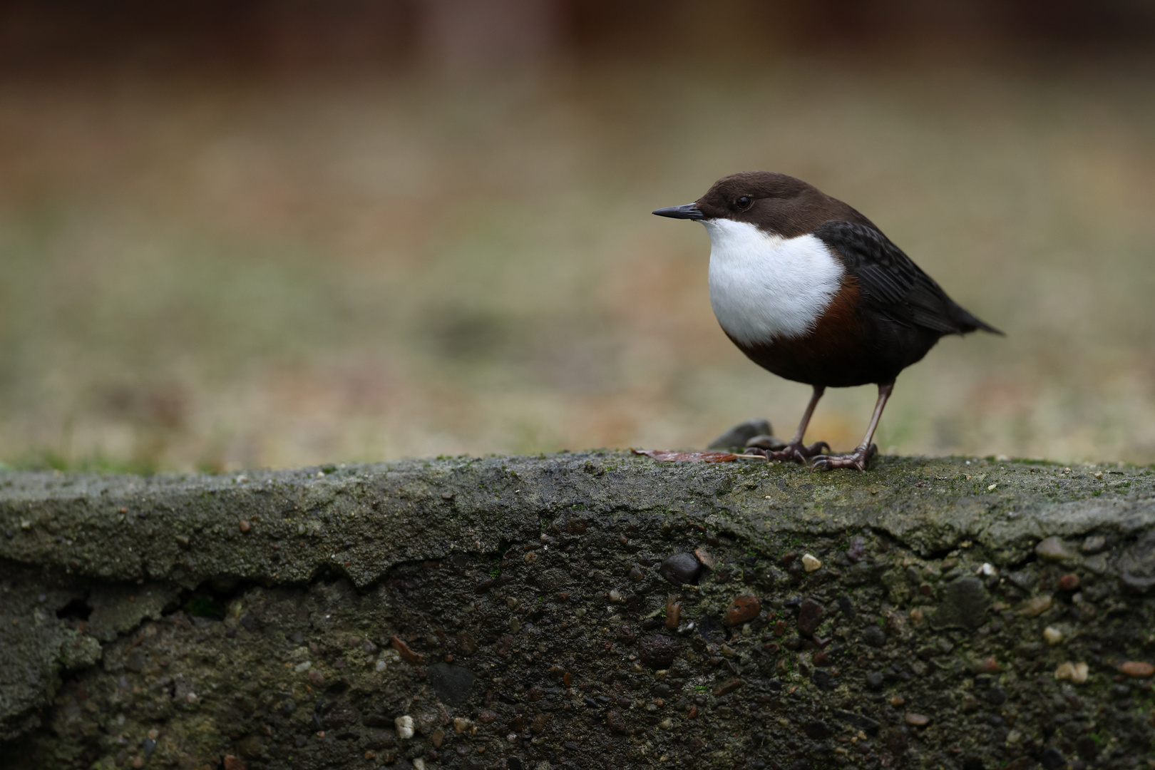 Wasseramsel