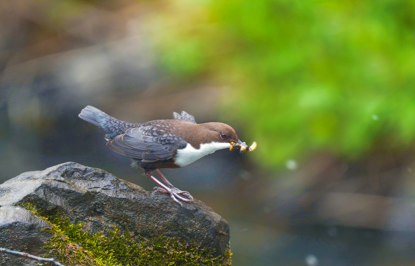 Wasseramsel