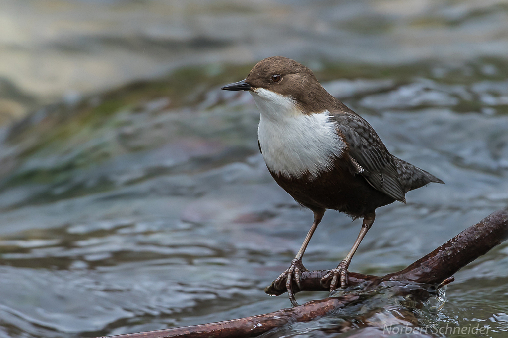 Wasseramsel