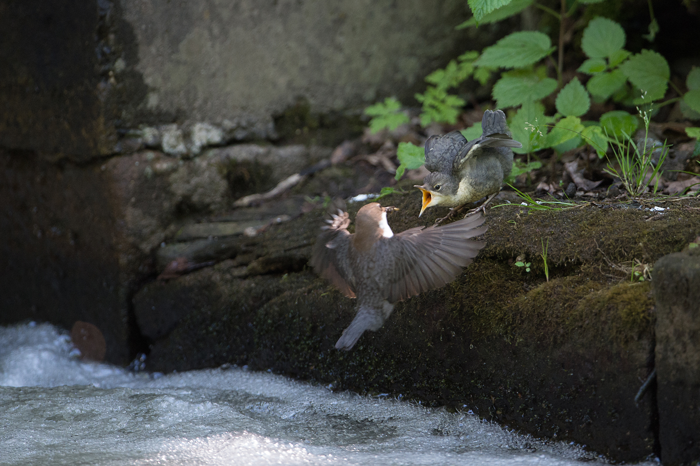 wasseramsel