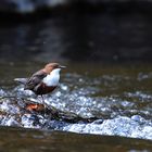 Wasseramsel