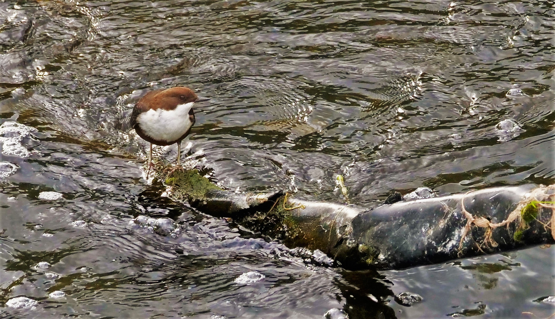 Wasseramsel