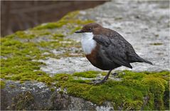 Wasseramsel