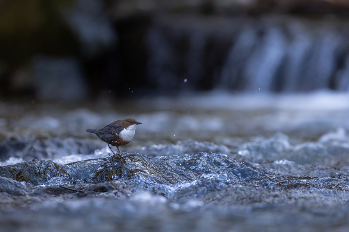 Wasseramsel