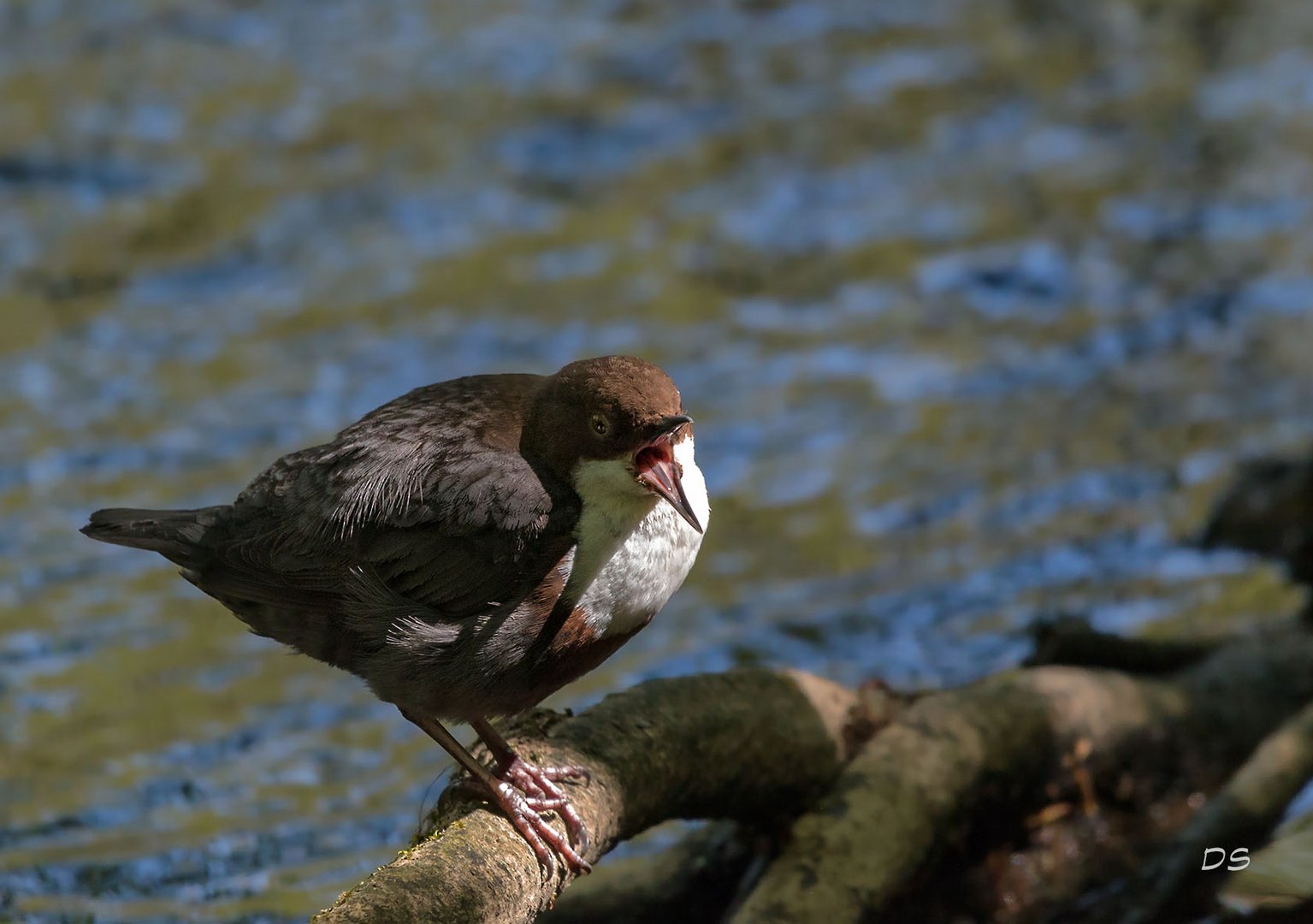 Wasseramsel