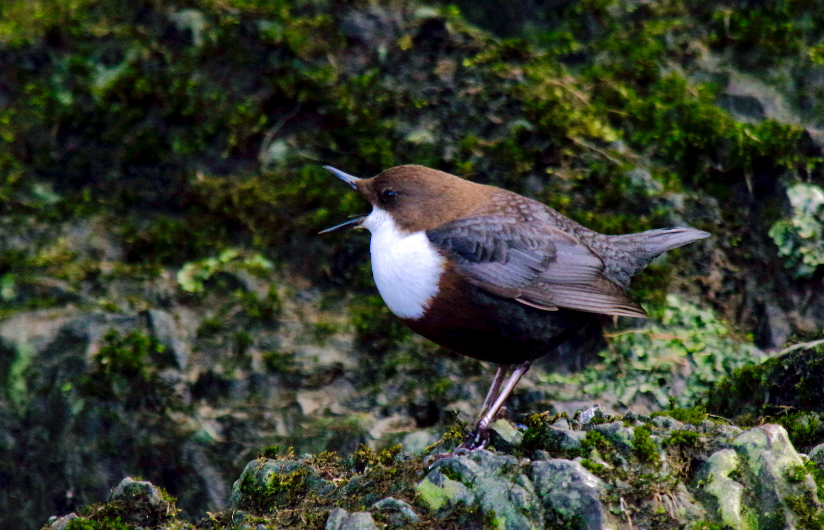 Wasseramsel