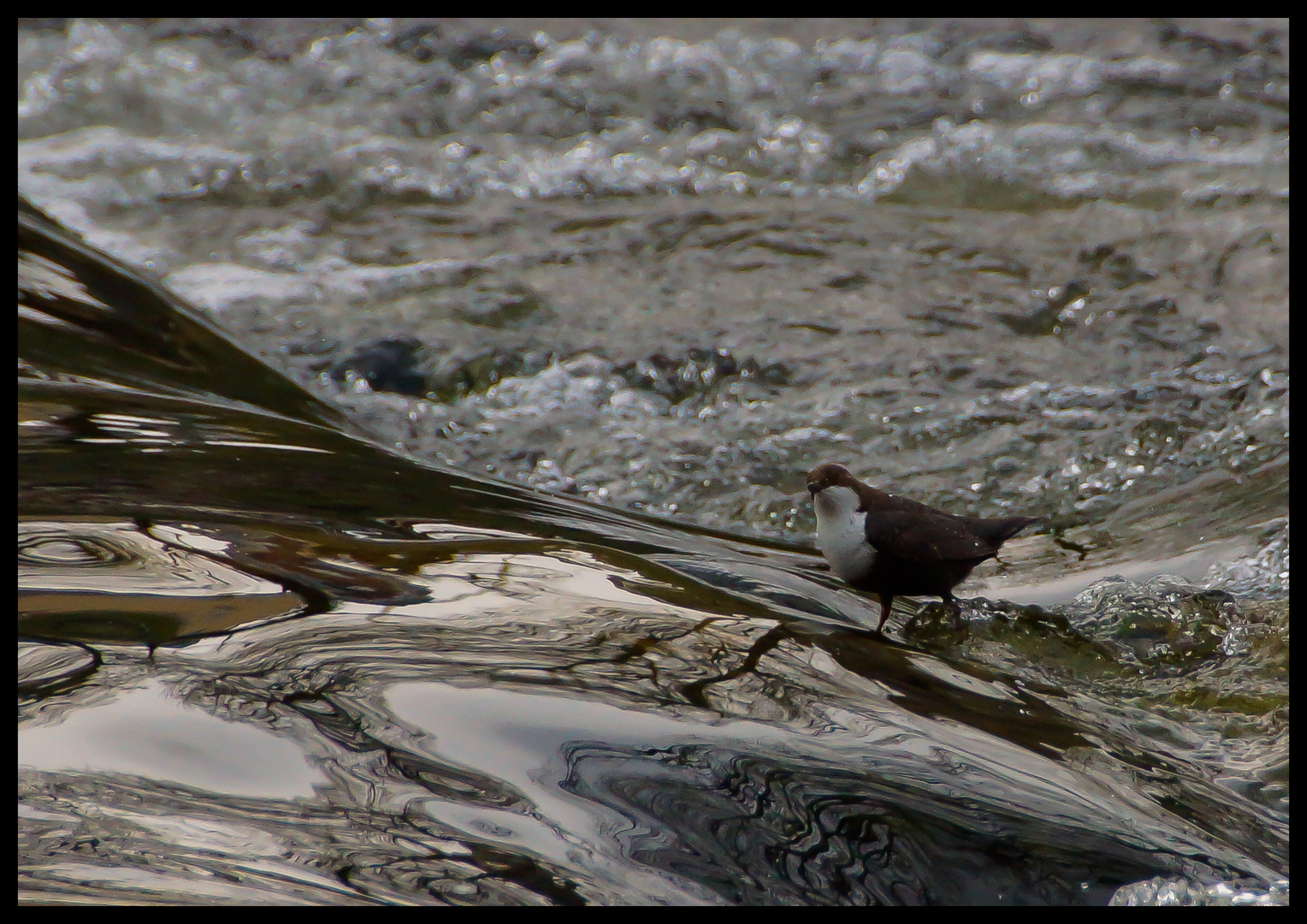 Wasseramsel