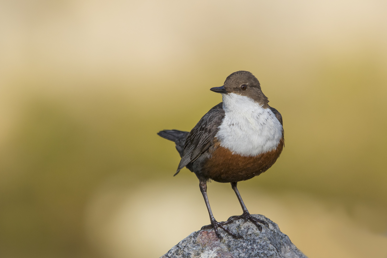 Wasseramsel