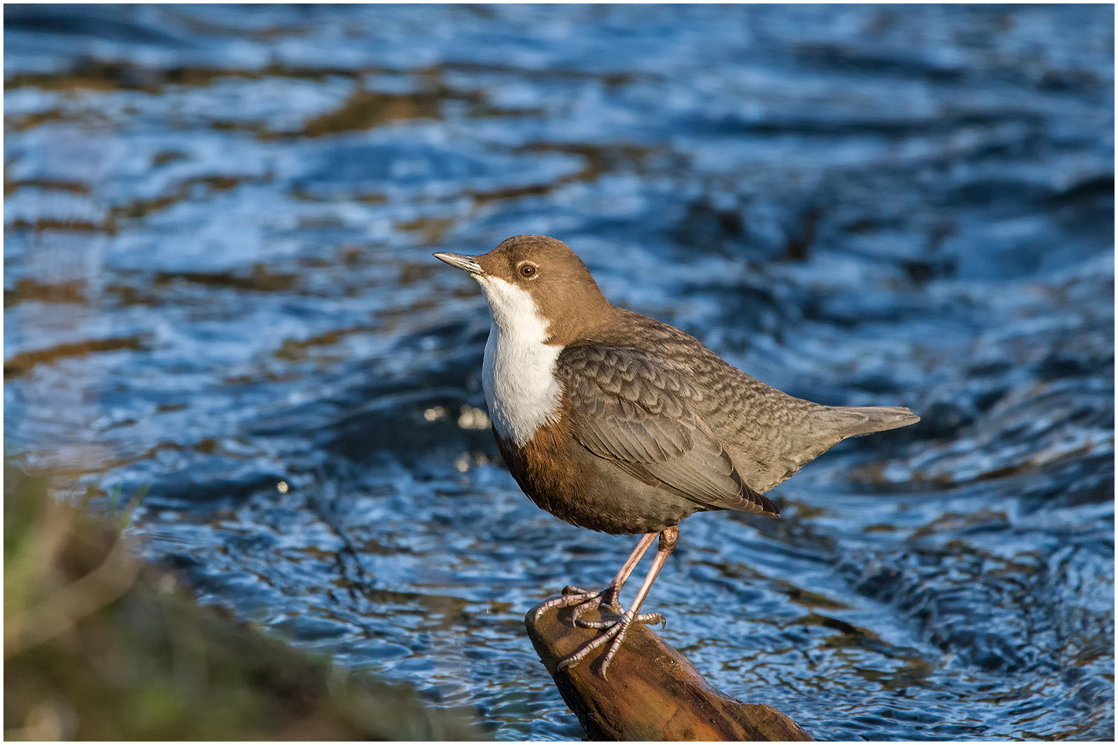 Wasseramsel