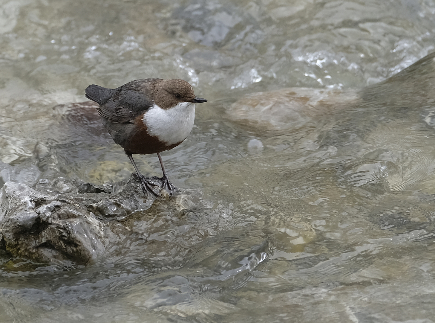 Wasseramsel