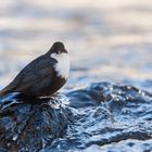  * wasser.amsel *