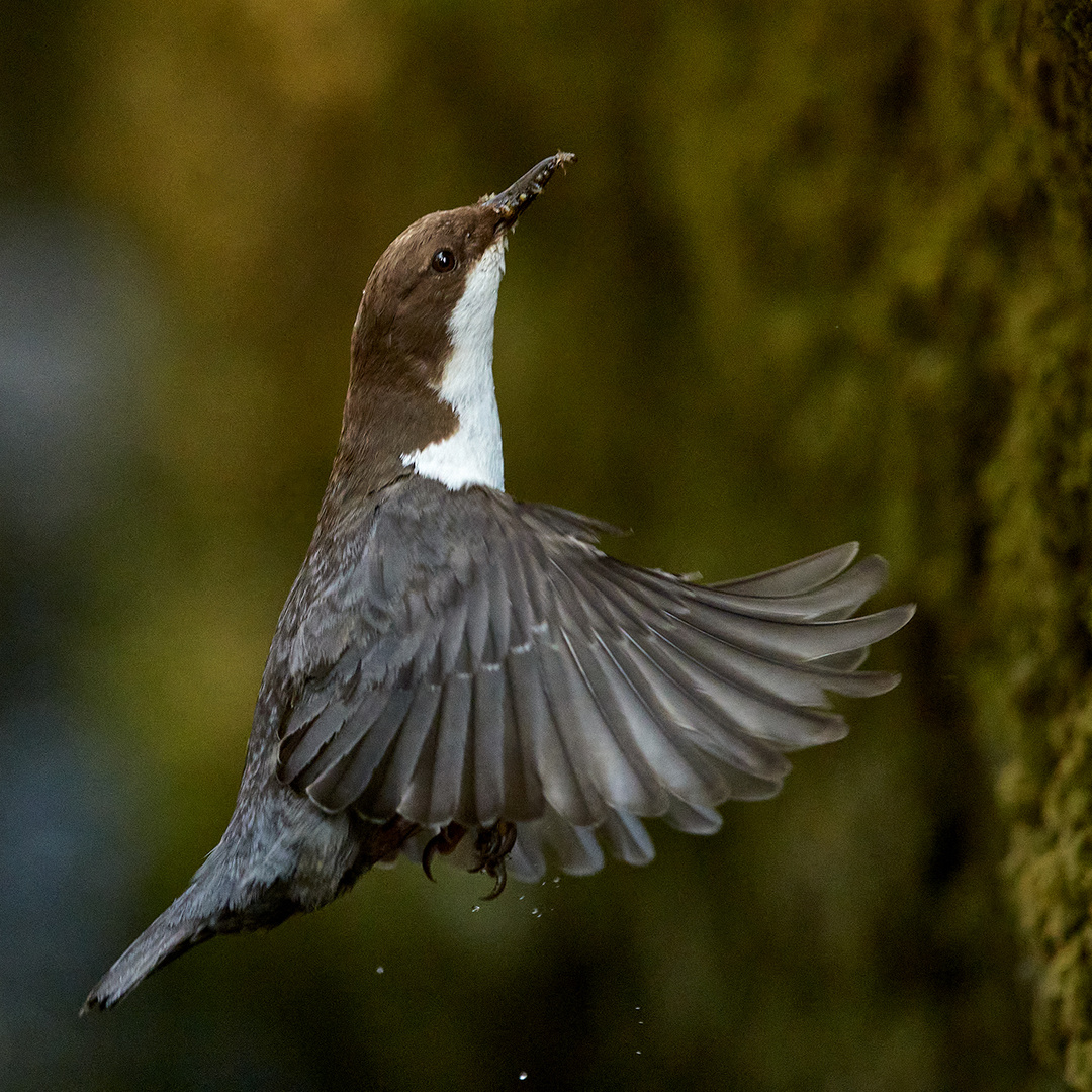 Wasseramsel