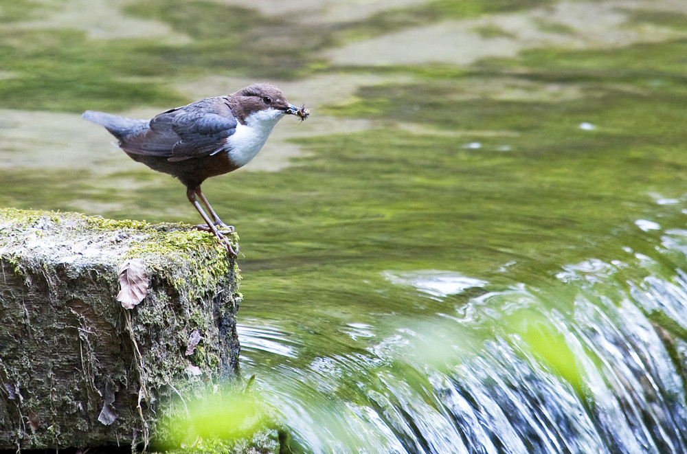 Wasseramsel