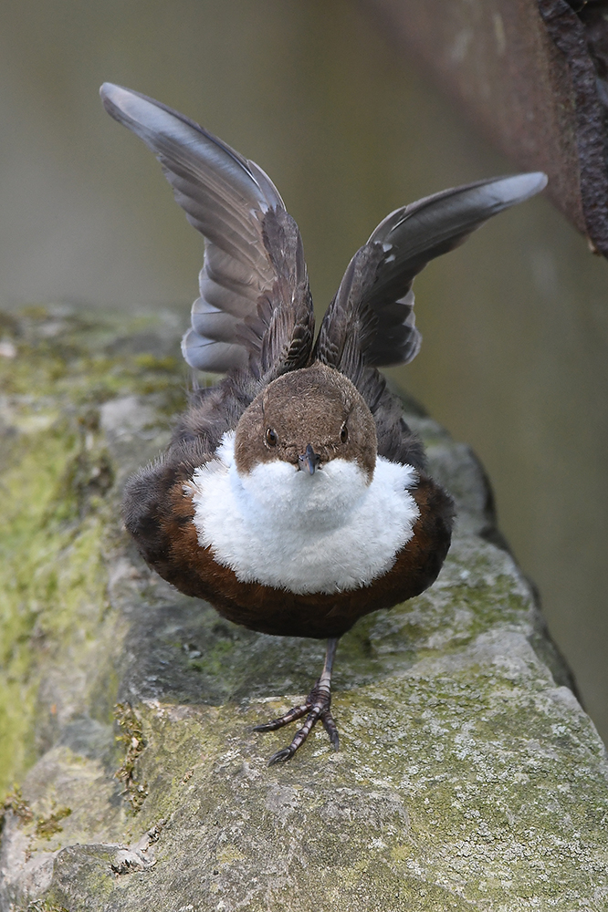 Wasseramsel 