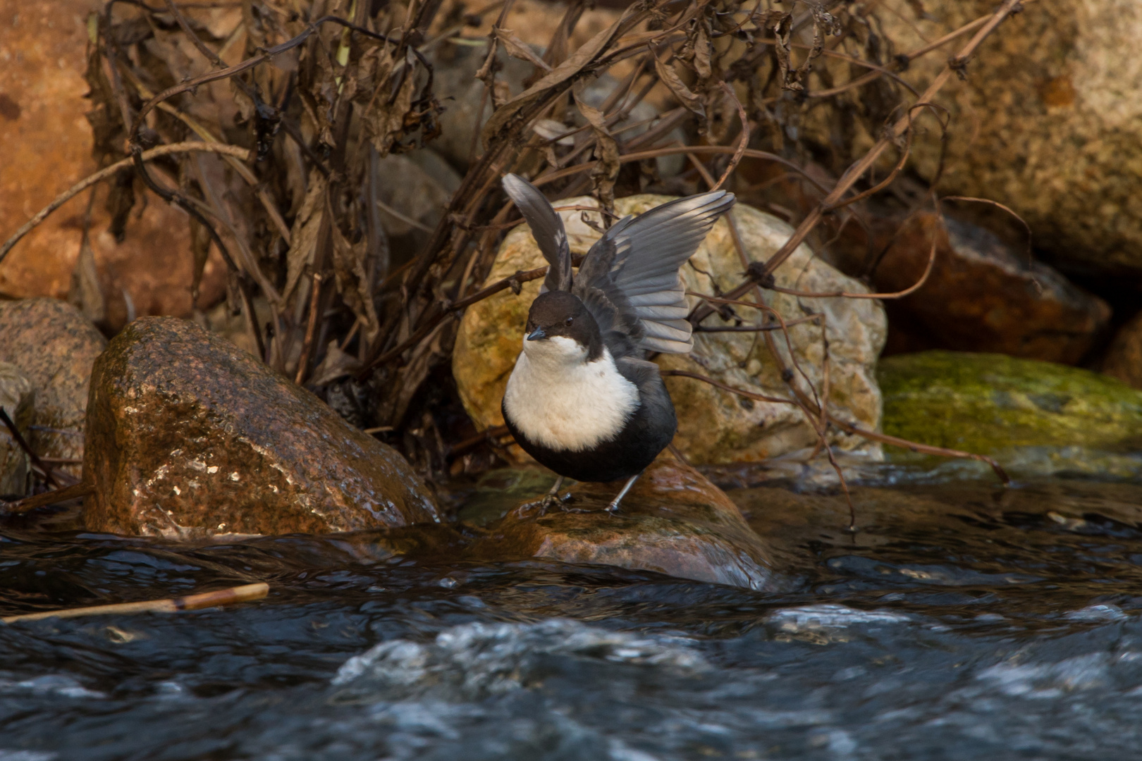 Wasseramsel