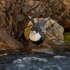 Wasseramsel