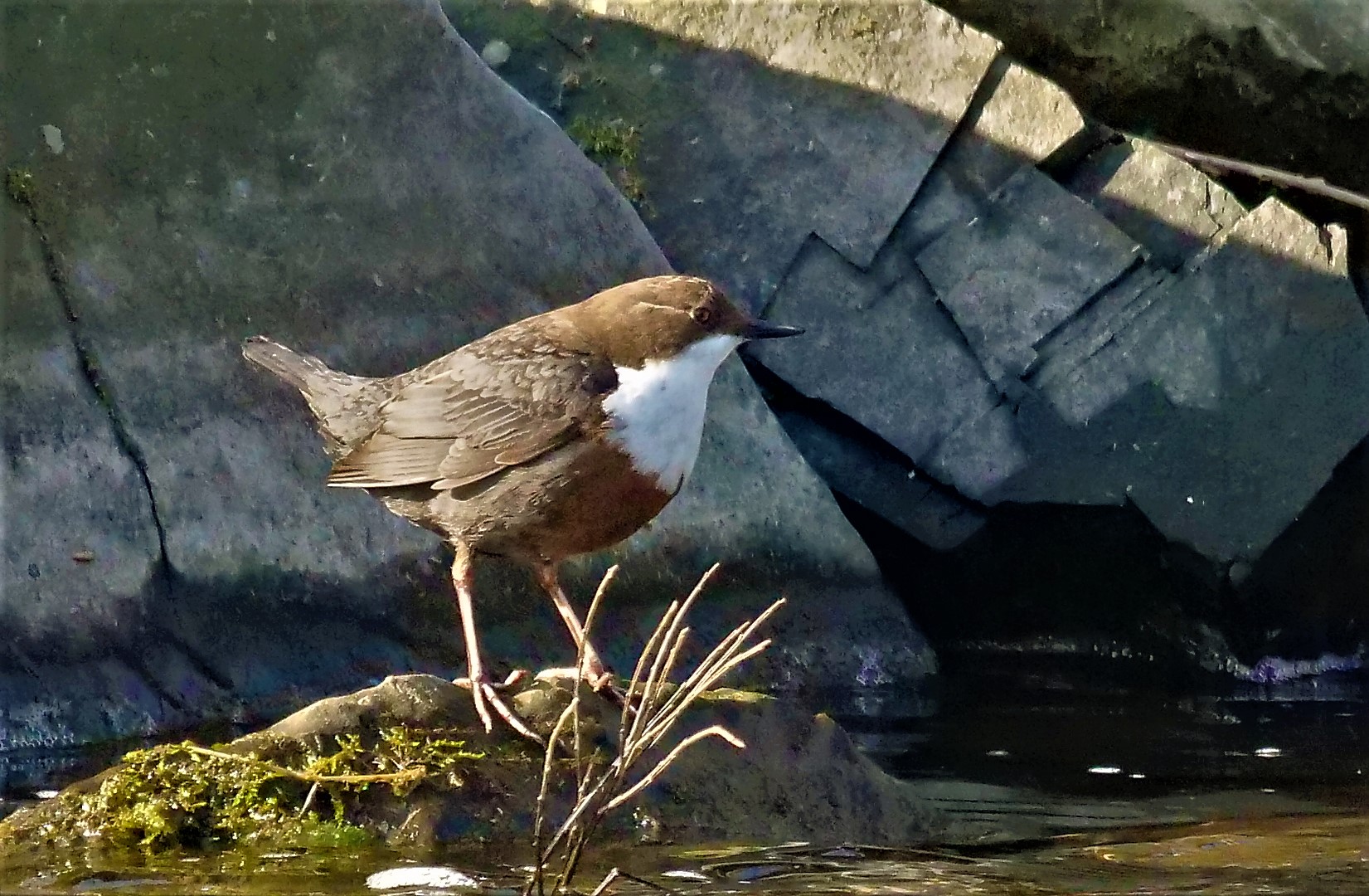 Wasseramsel