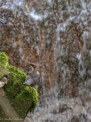 Wasseramsel ...