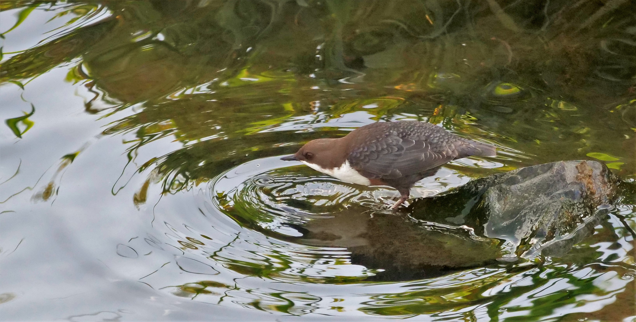 Wasseramsel