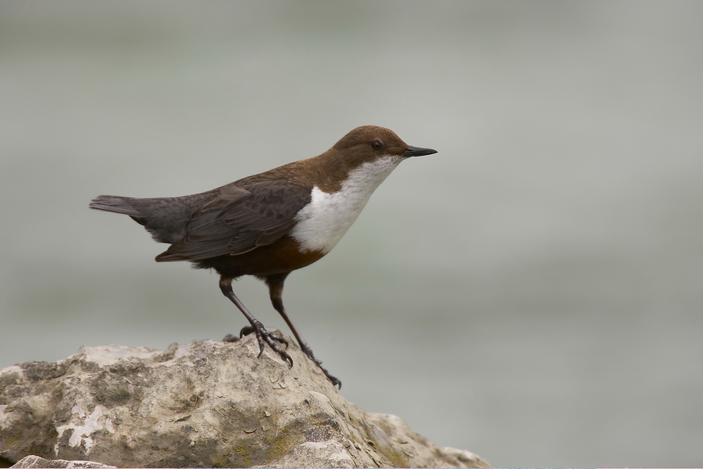 Wasseramsel