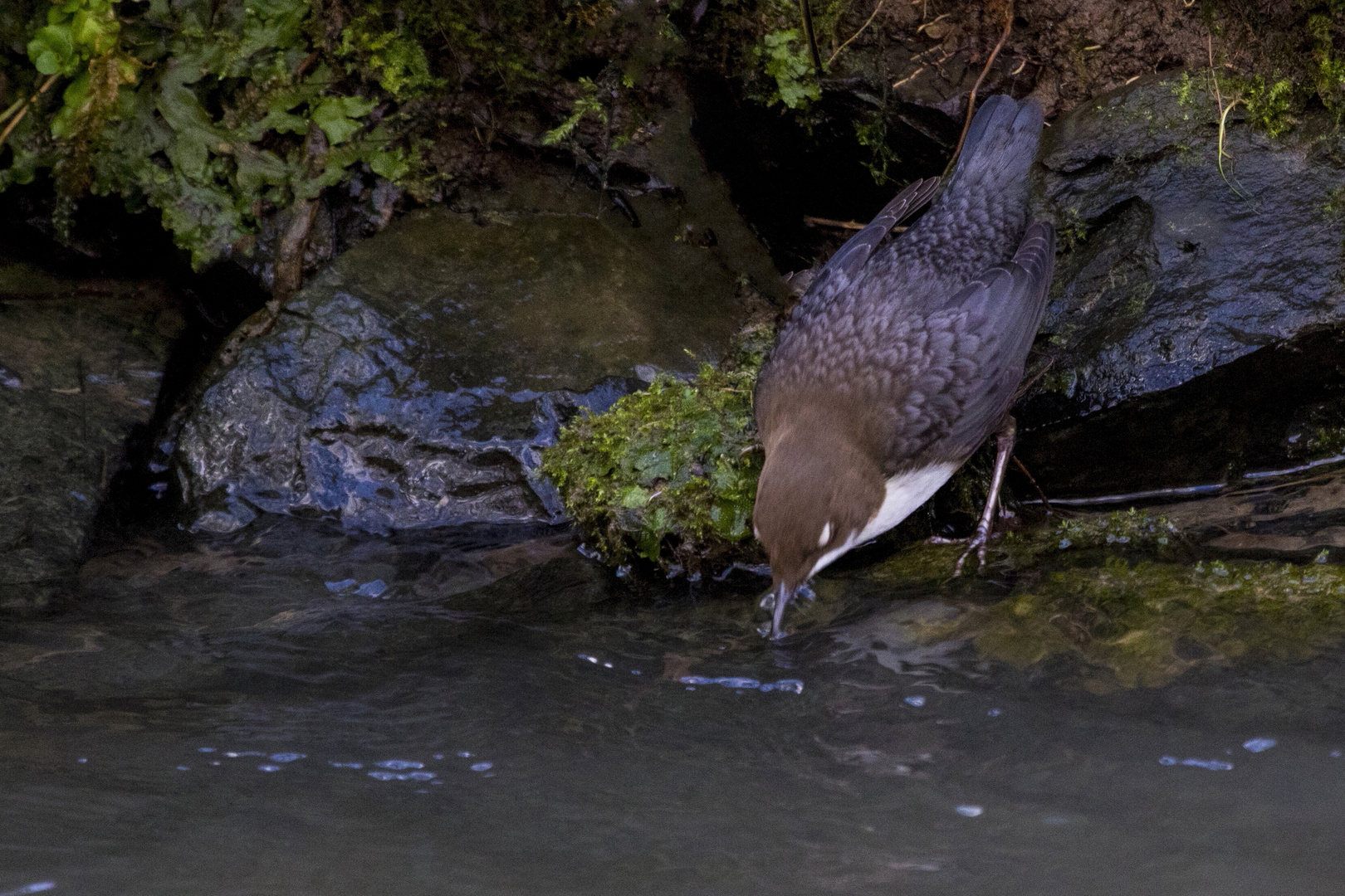 Wasseramsel 