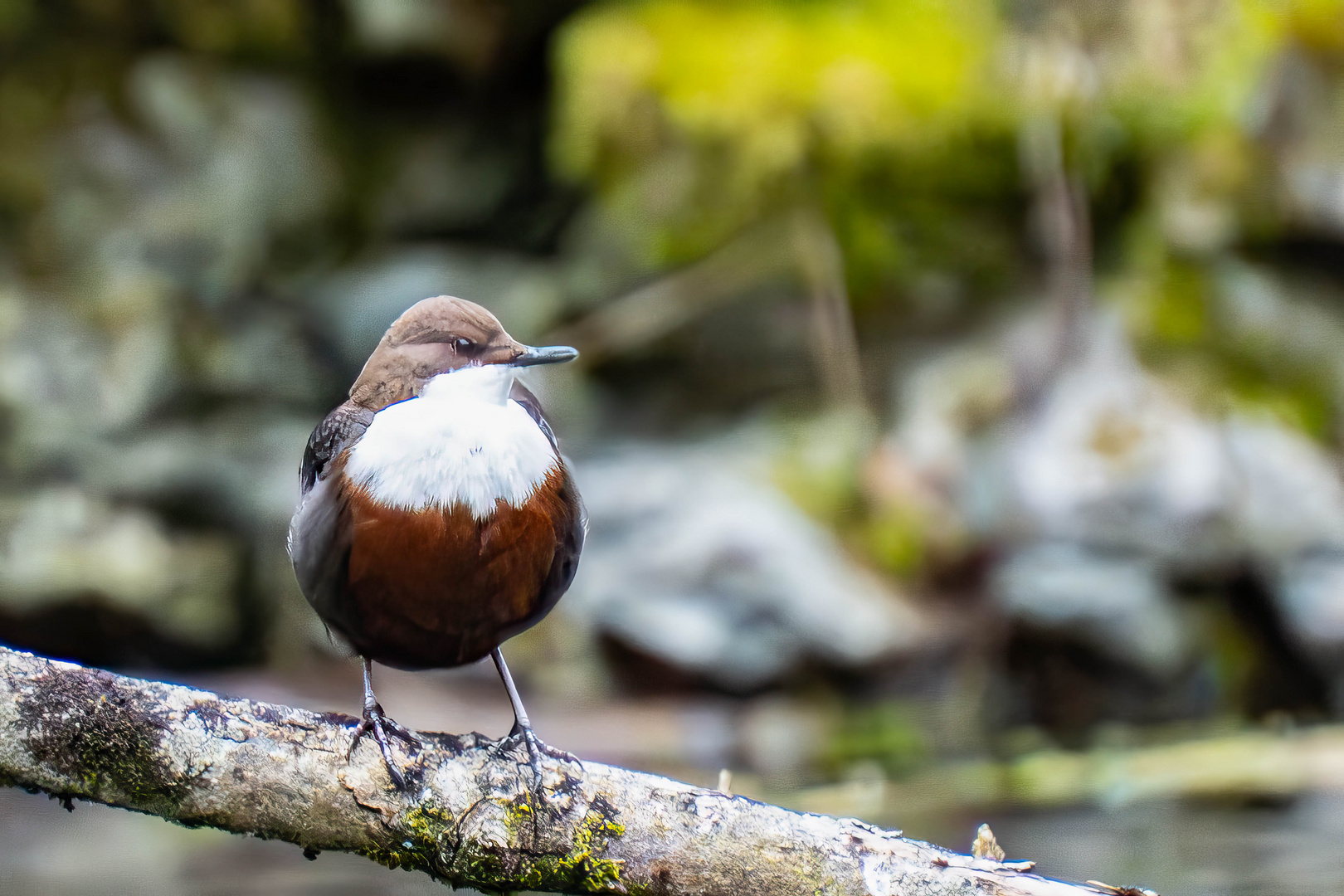 Wasseramsel