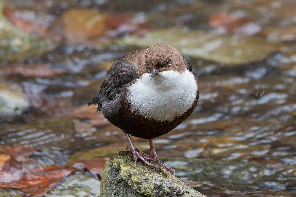 Wasseramsel