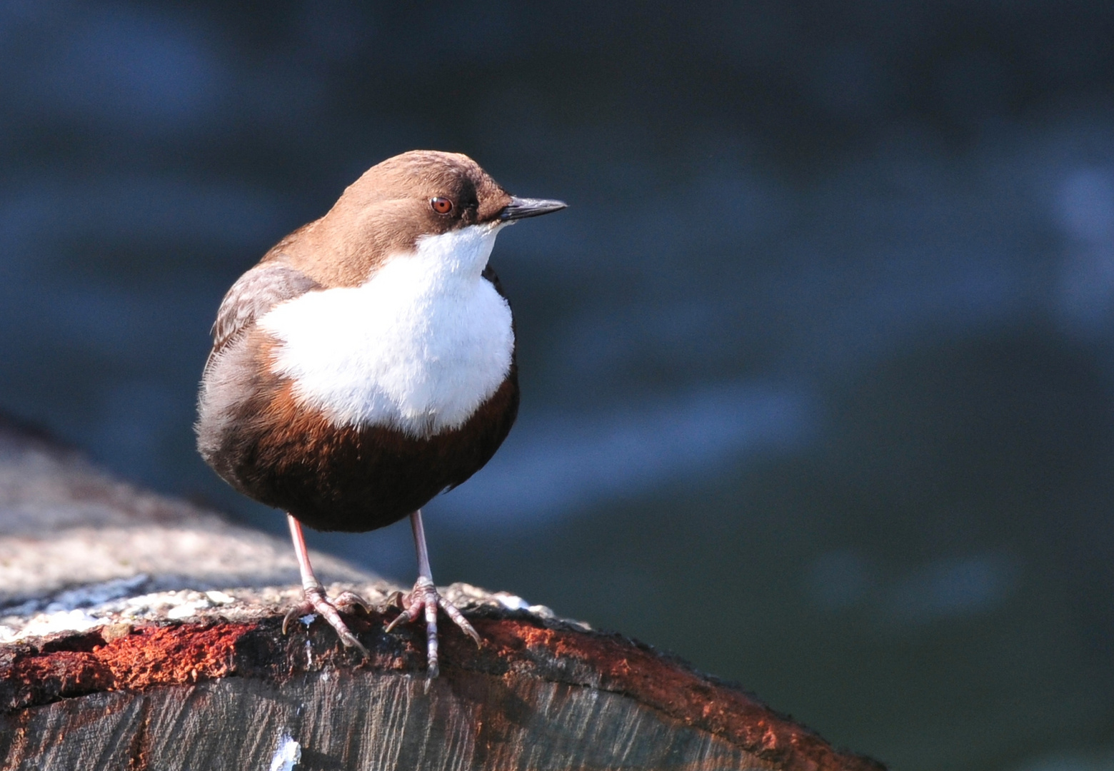 Wasseramsel