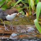 Wasseramsel 