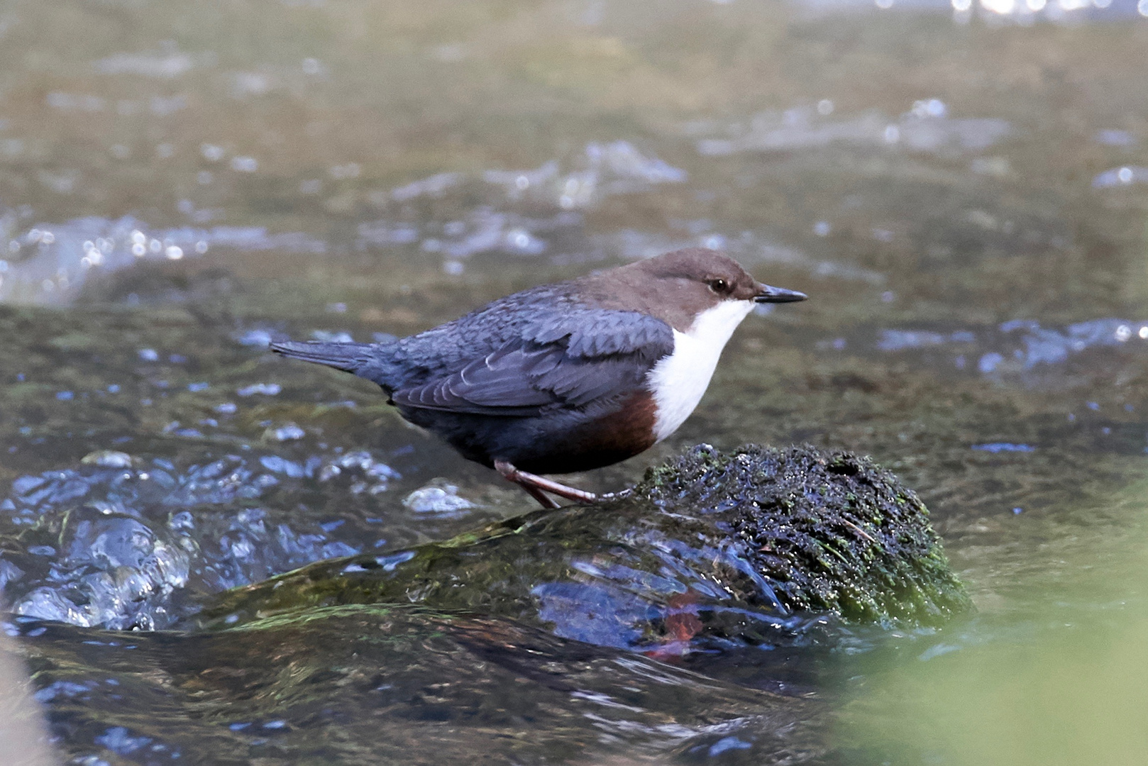 Wasseramsel