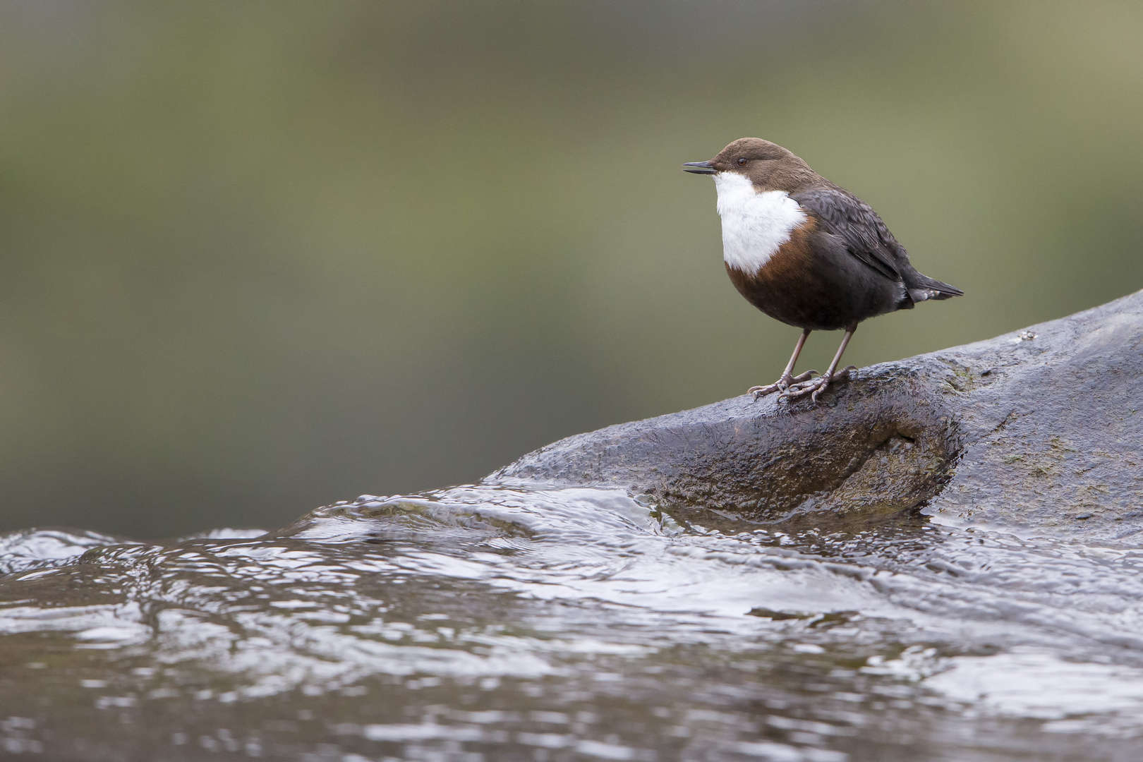 Wasseramsel