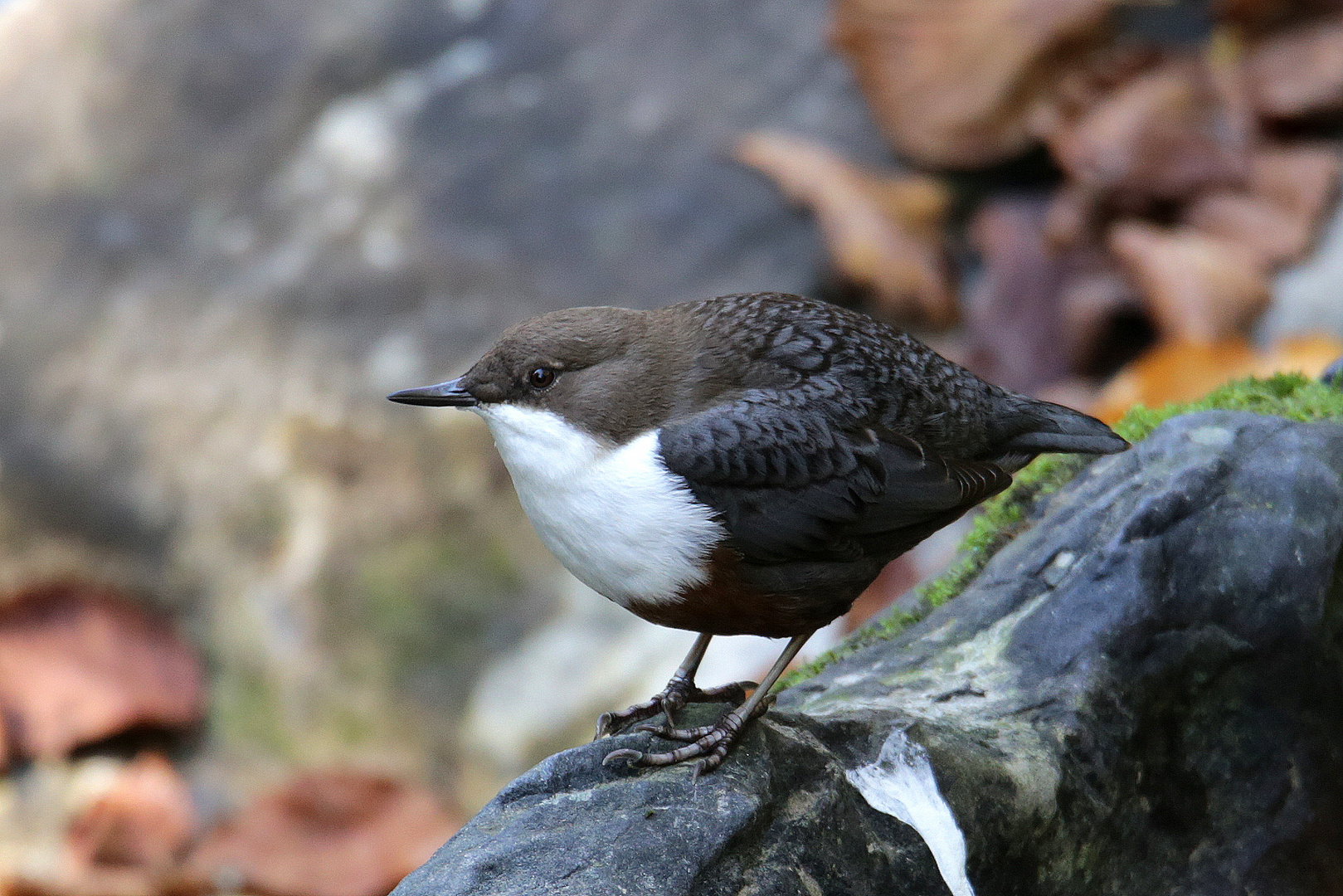 Wasseramsel