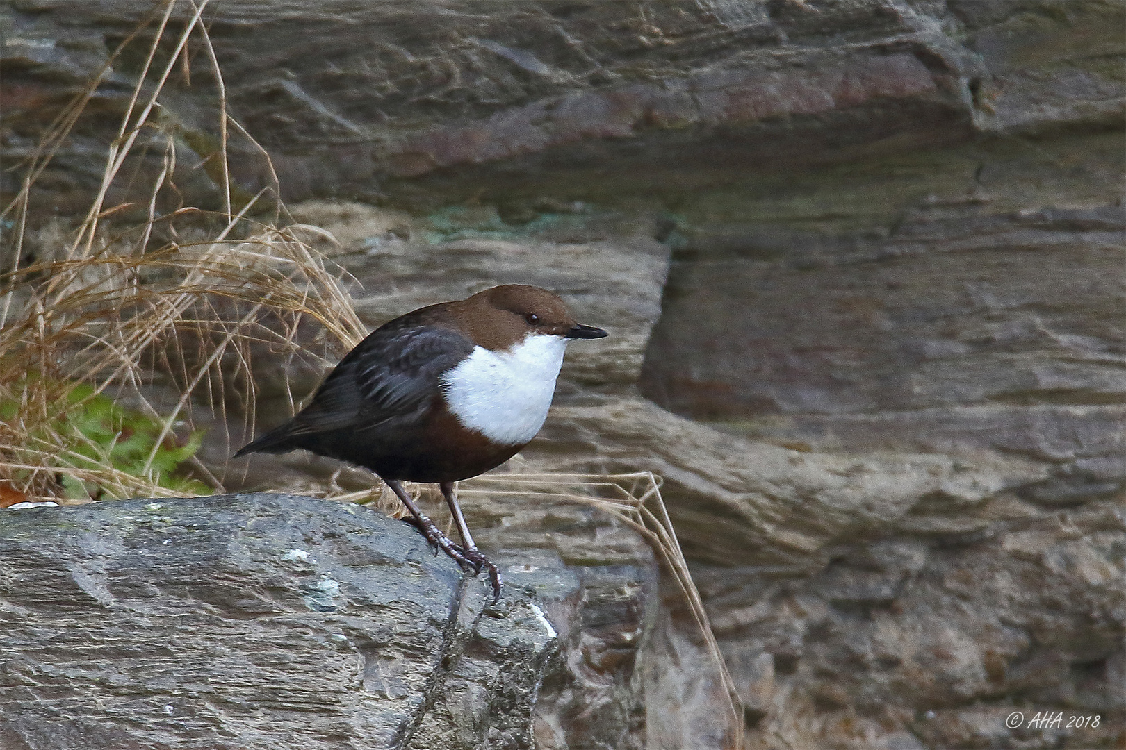 Wasseramsel